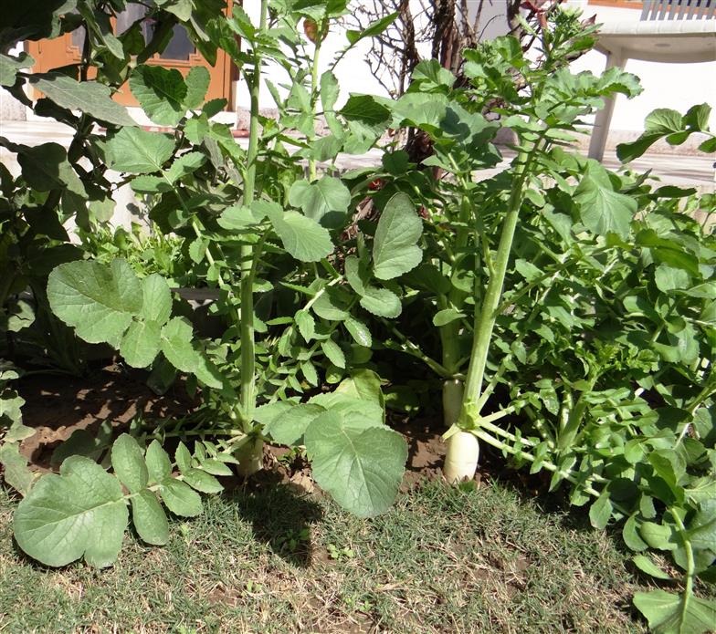 Raphanus raphanistrum subsp.